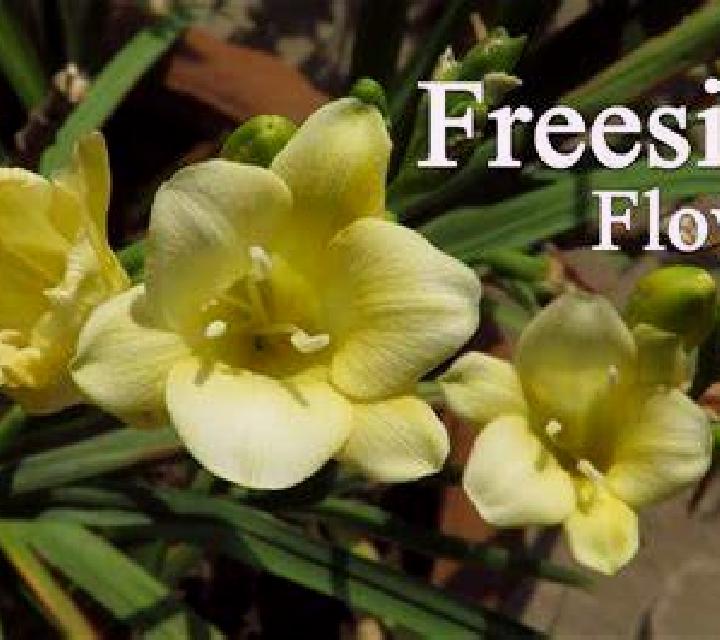 Fresia Florida escort